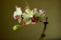 Phalaenopsis /ÃÅblue / Blume 1825, known as moth orchids, abbreviated Phal in the horticultural trade,[2] an orchid Royalty Free Stock Photo